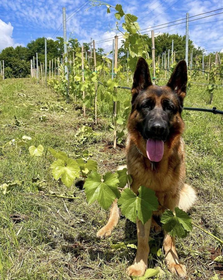 Donna Vittori - Borgo Agricolo Aparthotel Paliano Bagian luar foto