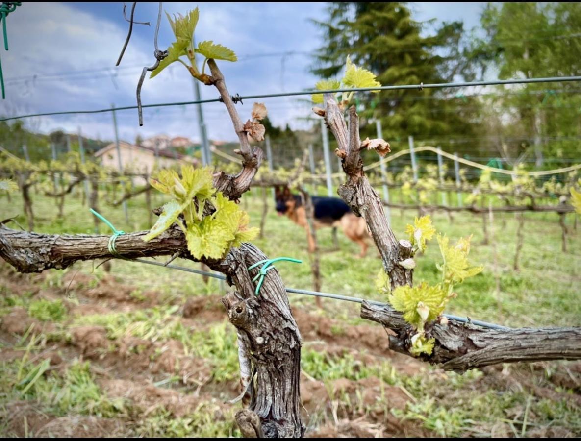 Donna Vittori - Borgo Agricolo Aparthotel Paliano Bagian luar foto
