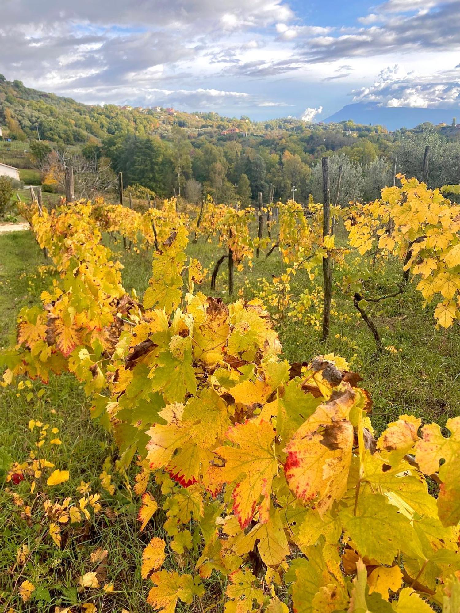 Donna Vittori - Borgo Agricolo Aparthotel Paliano Bagian luar foto