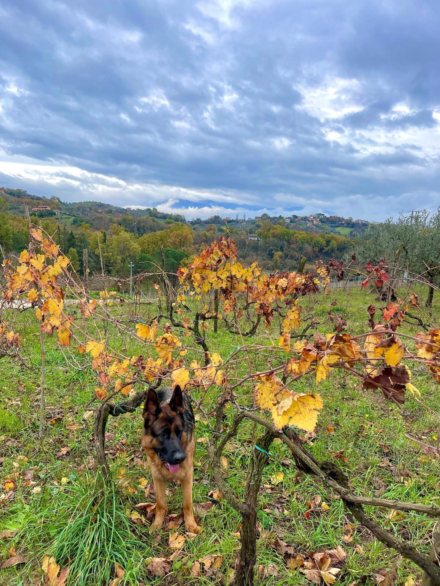 Donna Vittori - Borgo Agricolo Aparthotel Paliano Bagian luar foto